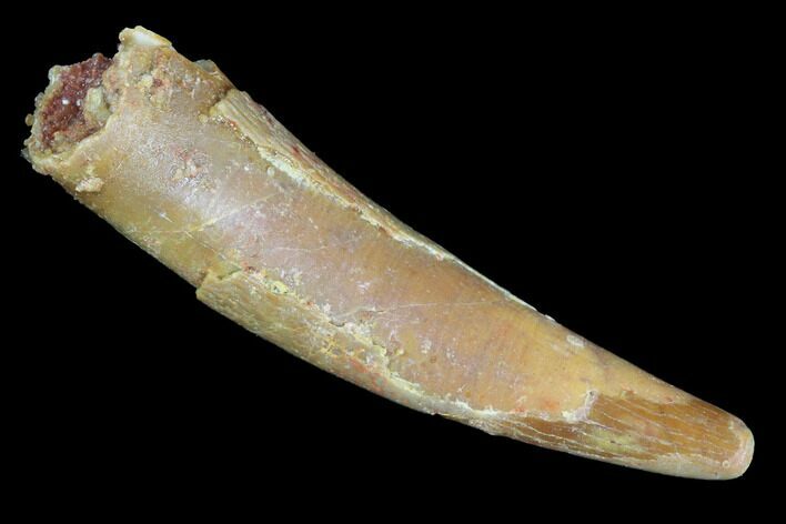 Pterosaur (Siroccopteryx) Tooth - Morocco #94143